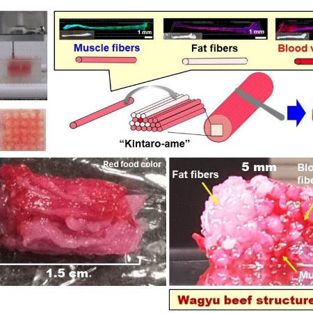 Carne produzida em laboratório - Reprodução/Universidade de Osaka - Reprodução/Universidade de Osaka
