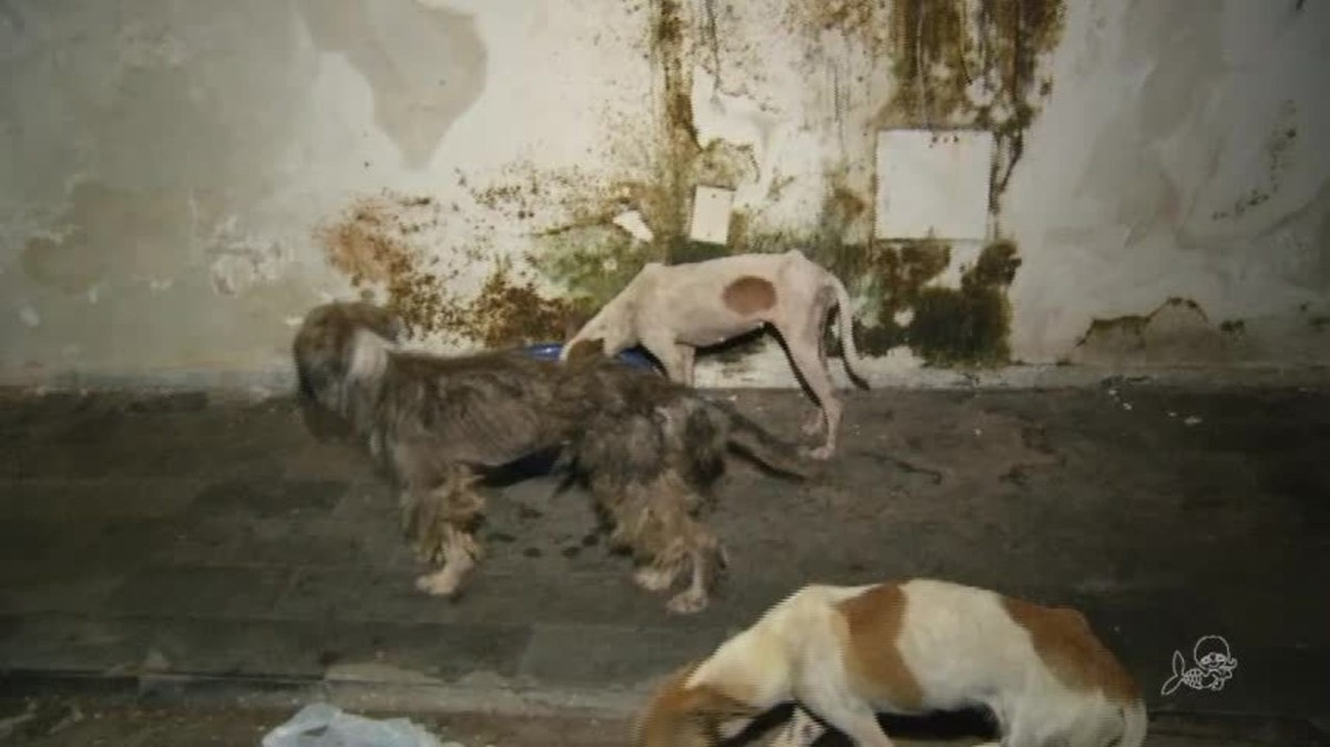 ‘seção de terror’, diz inspetor que resgatou bestas abandonados como chartreuse no Ceará | Ceará