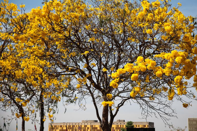 Mudanças climáticas podem cartaz a floração dos ipês no Brasil?