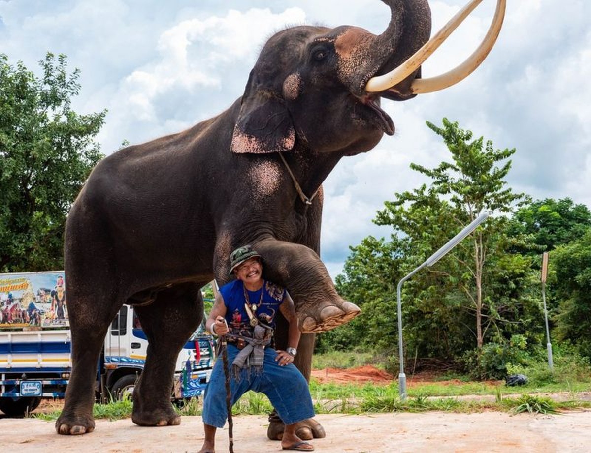 O posterior incerto dos elefantes treinados exceto entreter turistas na Tailândia | Turismo e Viagem