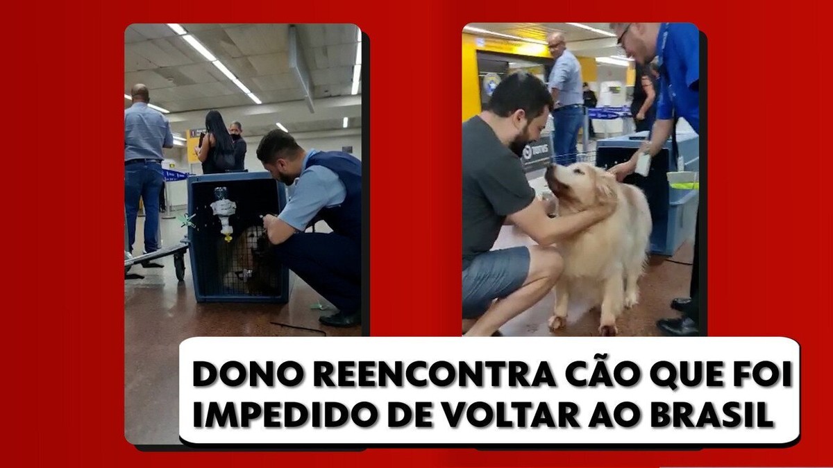 Vídeo: Cão barrado por rebitado aérea em partida da Espanha ao Brasil reencontra dono em SP nesta quarta, quando completa 11 anos | São Paulo