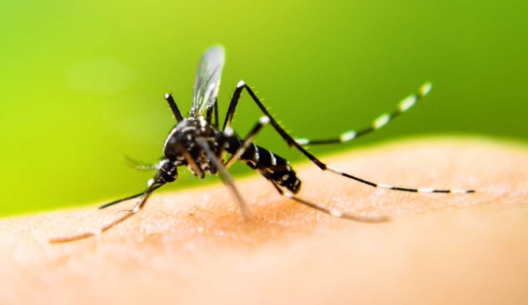 Primeira morte por dengue é confirmada na cidade de São Paulo
