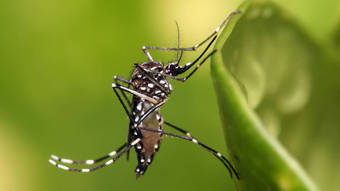 Número de casos de dengue no Brasil cresce 37% nos primeiros quatro meses de 2023 – Notícias