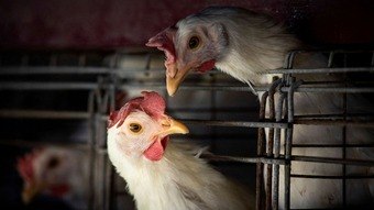 Ministério da Saúde descarta suspeita de gripe aviária em humano no Espírito Santo – Notícias