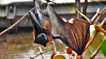 Proteínas de morcegos podem ser o segredo ao combate da Covid-19 e doenças inflamatórias, diz estudo – Notícias