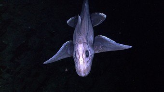 Espécie assustadora: tubarão ‘fantasma’ de olhos brilhantes é descoberto por cientistas – Notícias