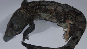 Caso único: crocodilo virgem engravida por conta própria, mas bota ovo com natimorto – Notícias