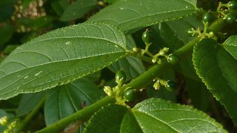 Pesquisa da UFRJ identifica canabidiol em planta nativa brasileira – Notícias