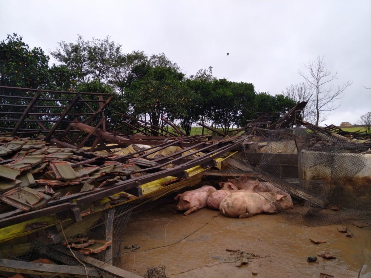 Ciclone destrói fazendas de gado e causa morte de animais no RS