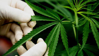 Anvisa proíbe importação de cannabis in natura e partes da planta – Notícias
