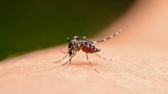 Ministério da Saúde diz que vacina japonesa contra dengue deve chegar ‘em breve’ – Notícias
