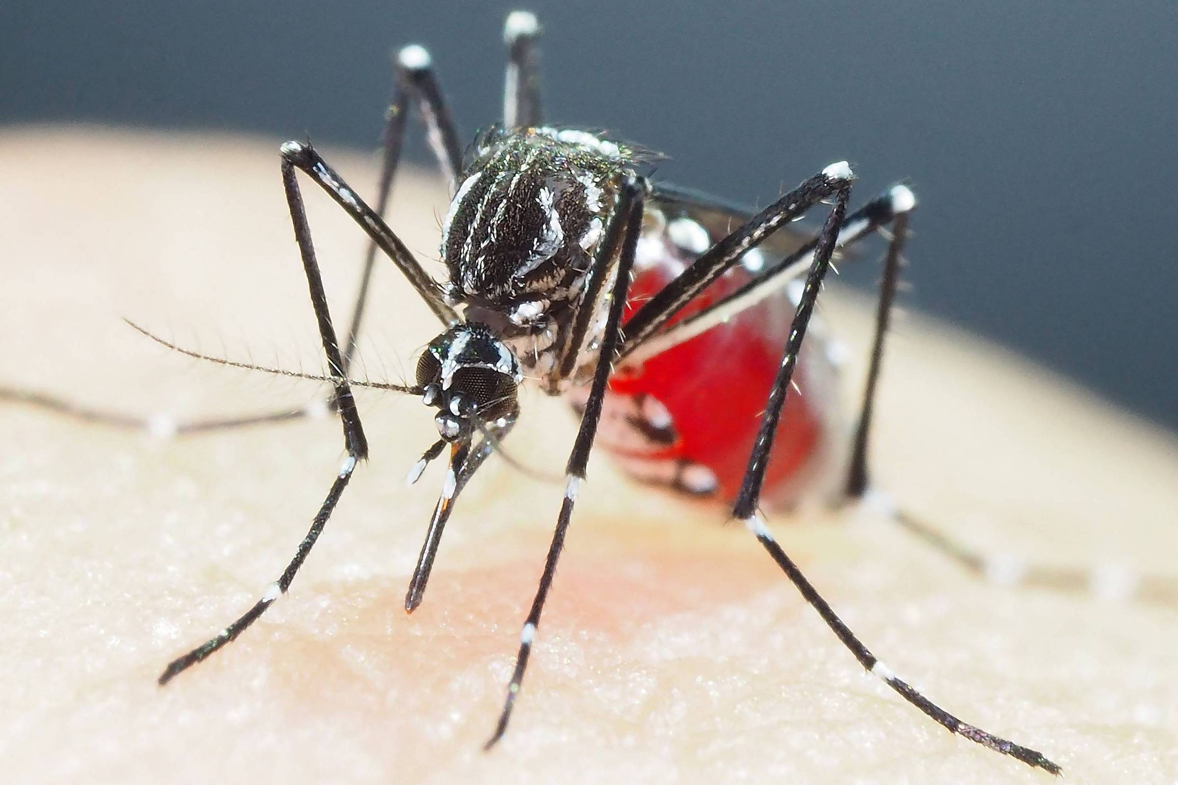 Cresce o número de casos do tipo 3 da dengue em SP – 13/12/2023 – Equilíbrio e Saúde