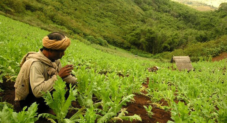 Mianmar supera o Afeganistão como maior produtor mundial de ópio