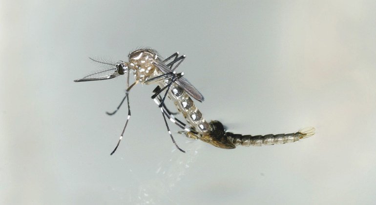 OMS alerta que mudança climática torna dengue uma ameaça para a saúde global