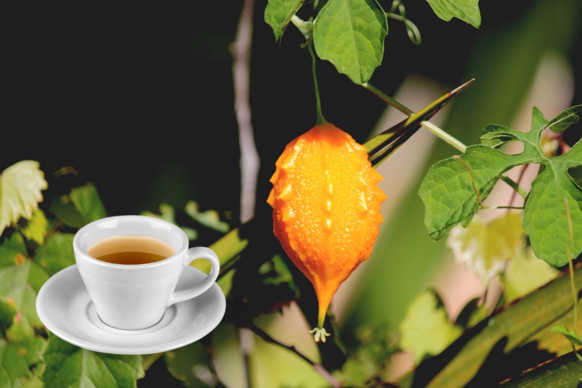 Chá de melão-de-são-caetano: conheça os benefícios, preparo e uso