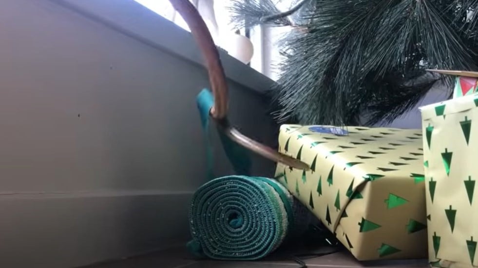 Criança encontra a segunda cobra mais venenosa do mundo em árvore de Natal
