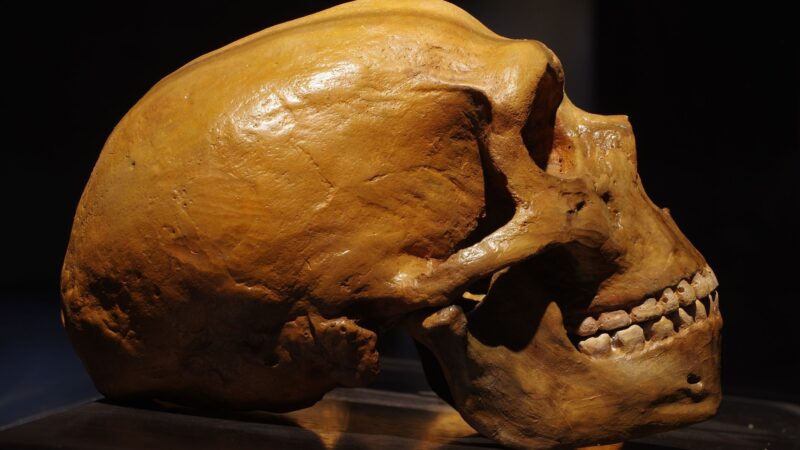 Cientistas brasileiros vão buscar na Romênia os traços dos últimos neandertais