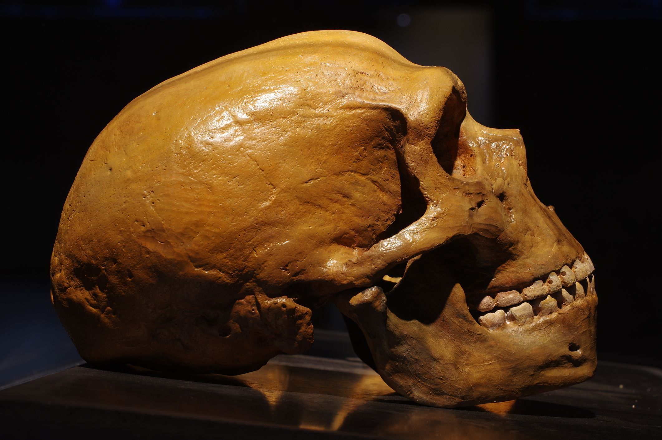 Cientistas brasileiros vão buscar na Romênia os traços dos últimos neandertais