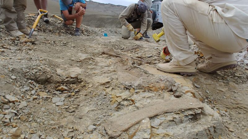 Nova espécie de dinossauro carnívoro é encontrada na Argentina
