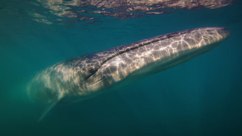 Após 100 anos, espécie de baleia volta a aparecer na costa da Argentina