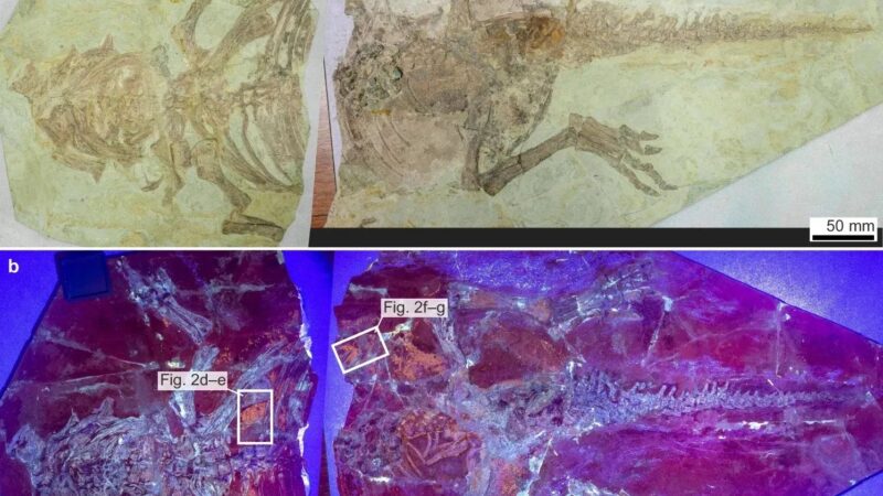 Análise de fóssil revela evolução da pele em dinossauros com penas