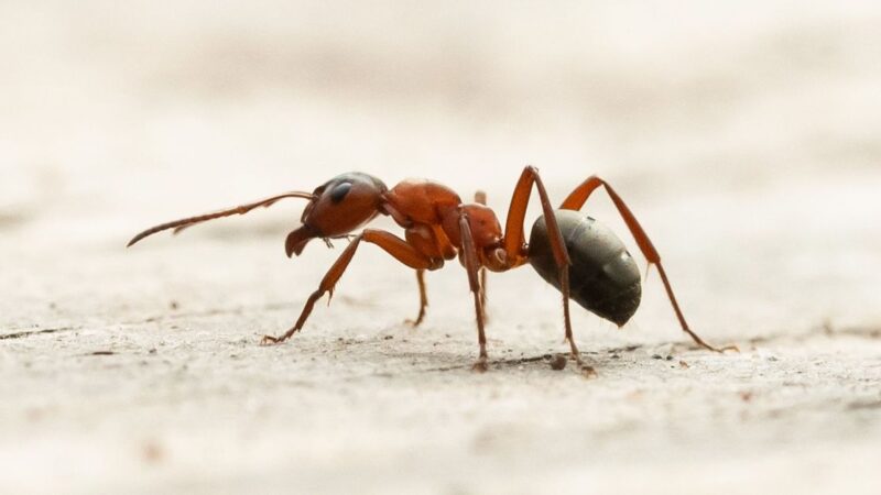 Formigas aprendem melhor após receber dose de cafeína, mostra estudo