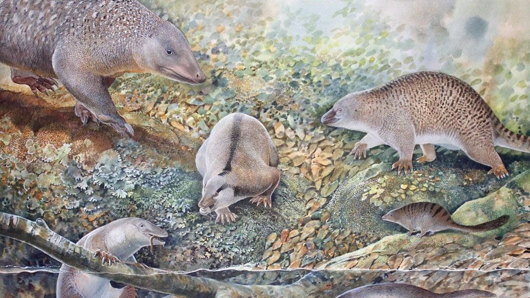 Fósseis de três novas espécies de mamíferos que botam ovos são descobertos