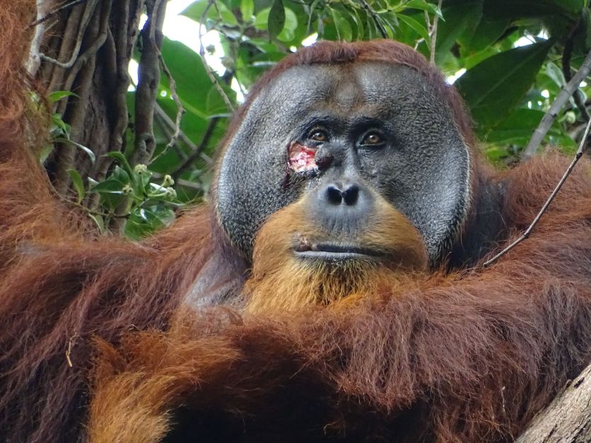 Cientistas observam orangotango tratar ferida com planta medicinal pela 1ª vez