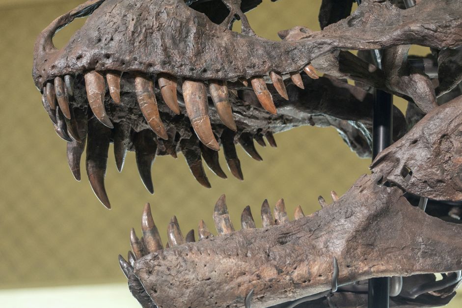 Tiranossauro está no centro de debate sobre inteligência dos dinossauros