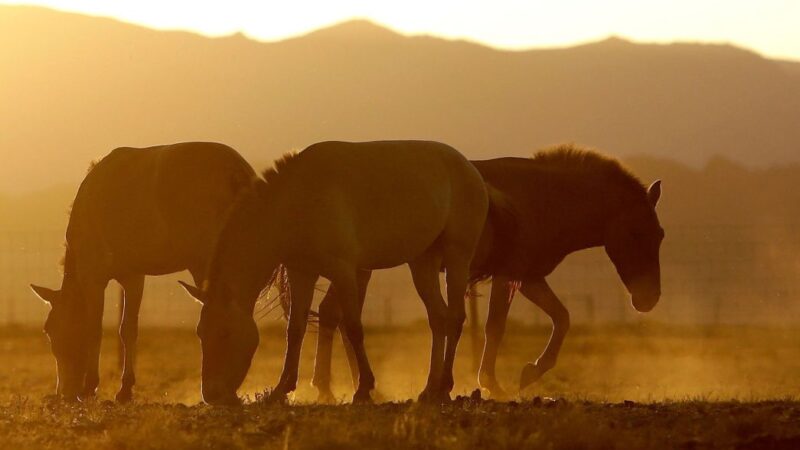 Estudo do genoma mostra como os cavalos entraram a galope na história