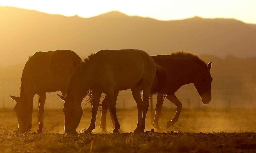 Estudo do genoma mostra como os cavalos entraram a galope na história